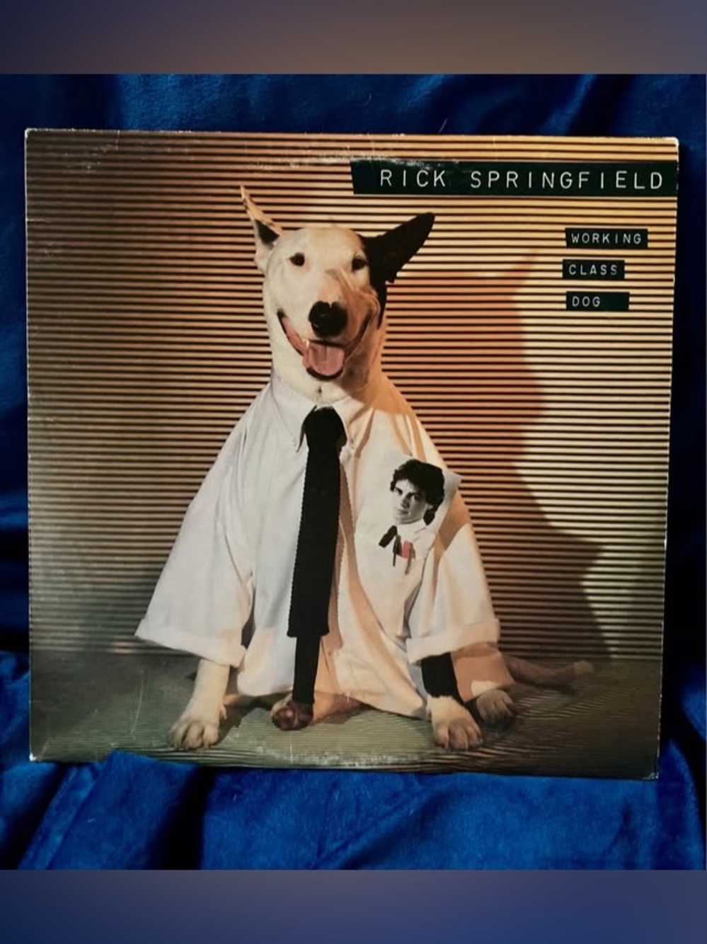 Working Class Dog - Vinyl LP - Rick Springfield